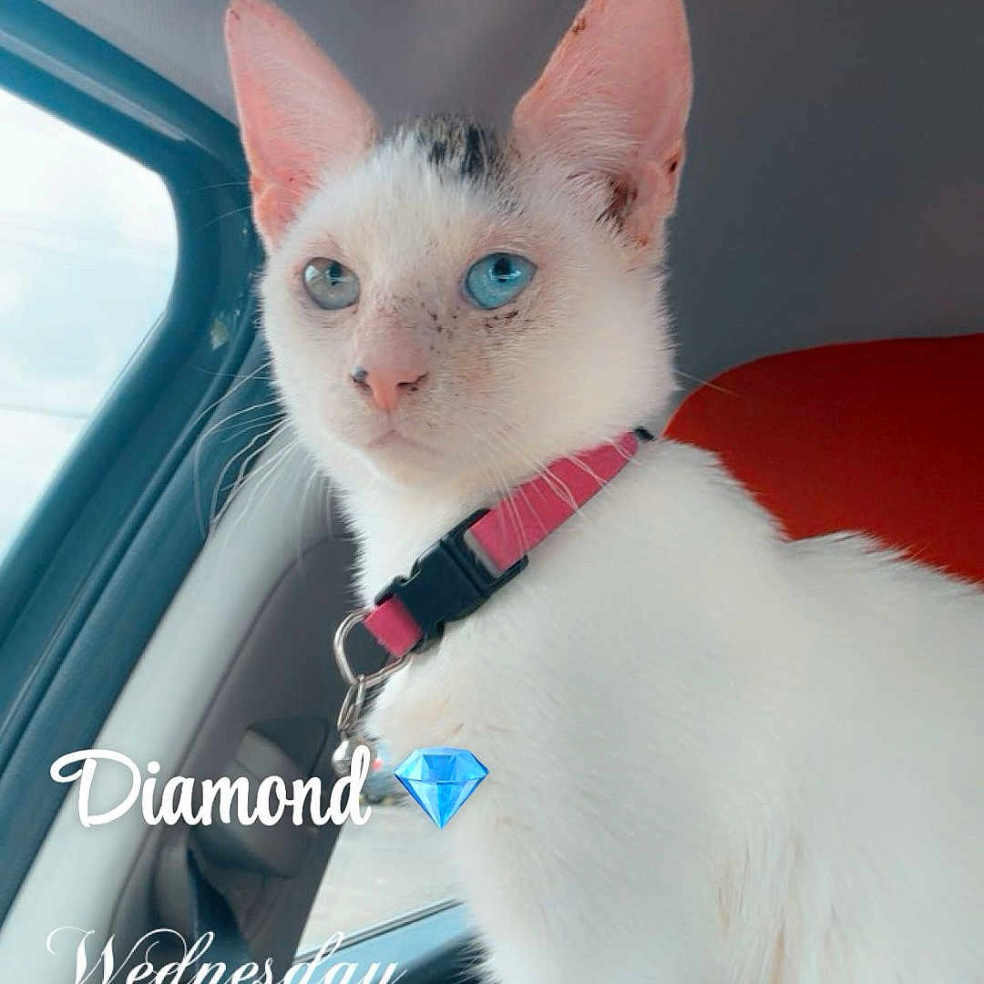 Diamond