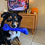 Charlie participe au concours pour gagner de l'argent avec cette photo : dog, blue_eyes, toy, purple_bone, indoor, wooden_cabinet, pumpkin, framed_photo, snow_globe, television, autumn_scene, tile_floor, pet, animal, living_room, decor, black_fur, brown_fur, white_fur, sitting