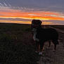 dog, sunset, sky, clouds, field, grass, dirt_path, outdoor, nature, silhouette, animal, canine, twilight, evening, rural, landscape, pet, walk, scenic, colorful_sky