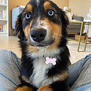 Charlie a rejoint le concours — aidez-le/la à gagner de superbes lots ! dog, puppy, blue_eyes, pet, indoor, living_room, furniture, person, jeans, collar, name_tag, close_up, cute, fluffy, sitting, lap, brown_fur, black_fur, white_fur, cozy