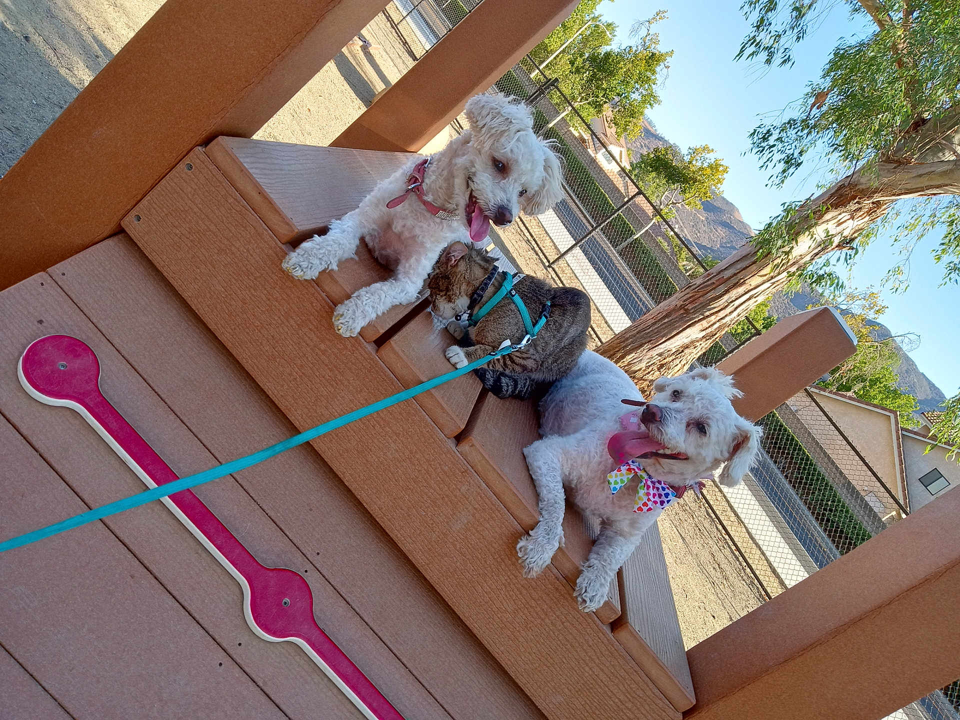Sativa joined the competition — help win amazing prizes! dog, cat, outdoor, playground, wooden_structure, leash, collar, bow_tie, pet, animal, sunny, tree, fence, mountain, sky, happy, tongue_out, relaxed, tabby_cat, white_dog