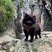 Venom a rejoint le concours — aidez-le/la à gagner de superbes lots ! dog, pomeranian, black_dog, fluffy, rock, waterfall, nature, outdoor, greenery, animal, pet, landscape, forest, water, moss, scenic, canine, adventure, wild, cute