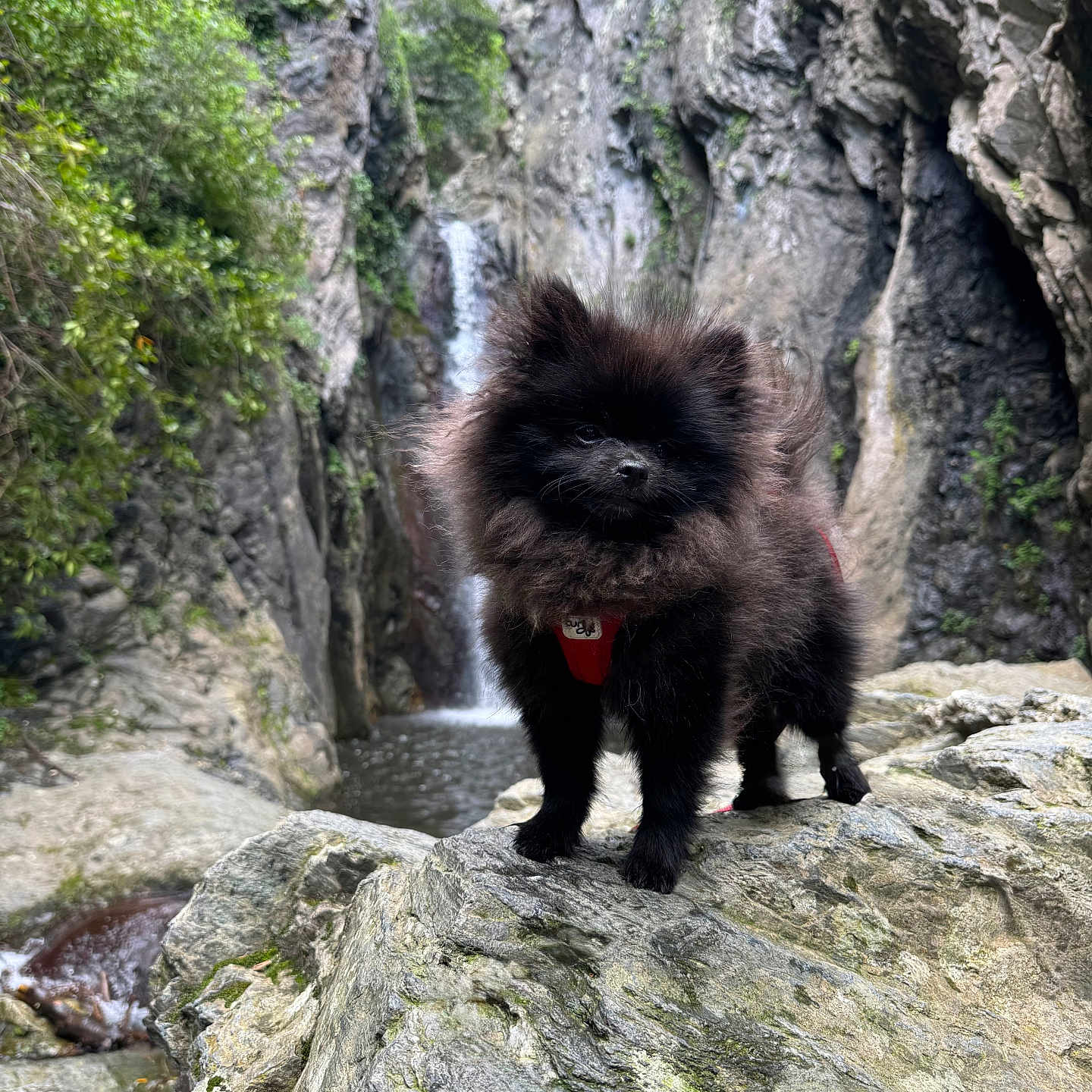 Venom a rejoint le concours — aidez-le/la à gagner de superbes lots ! dog, pomeranian, black_dog, fluffy, rock, waterfall, nature, outdoor, greenery, animal, pet, landscape, forest, water, moss, scenic, canine, adventure, wild, cute