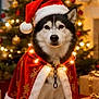 dog, husky, christmas, holiday, santa_hat, cape, lights, decorations, tree, presents, festive, indoors, pet, animal, portrait, winter, celebration, cute, christmas_tree, holiday_decor