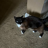 Sorena is registered to the contest to win money with this photo: cat, siamese_cat, indoor, carpet, animal, pet, feline, blue_eyes, white_paws, curious, standing, brown_fur, black_fur, whiskers, ears, tail, wall, baseboard, floor, home