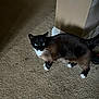 cat, siamese_cat, indoor, carpet, animal, pet, feline, blue_eyes, white_paws, curious, standing, brown_fur, black_fur, whiskers, ears, tail, wall, baseboard, floor, home
