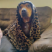 Miley joined the competition — help win amazing prizes! dog, blanket, leopard_print, couch, pet, indoors, fur, collar, animal, brown, cozy, portrait, face, looking, expression, sitting, living_room, comfort, cute, domestic_animal