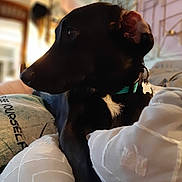 Max joined the competition — help win amazing prizes! dog, black_dog, pet, indoor, bed, pillow, blanket, collar, tag, side_profile, relaxing, cozy, home, furniture, soft_lighting, domestic_animal, resting, close_up, animal, cute