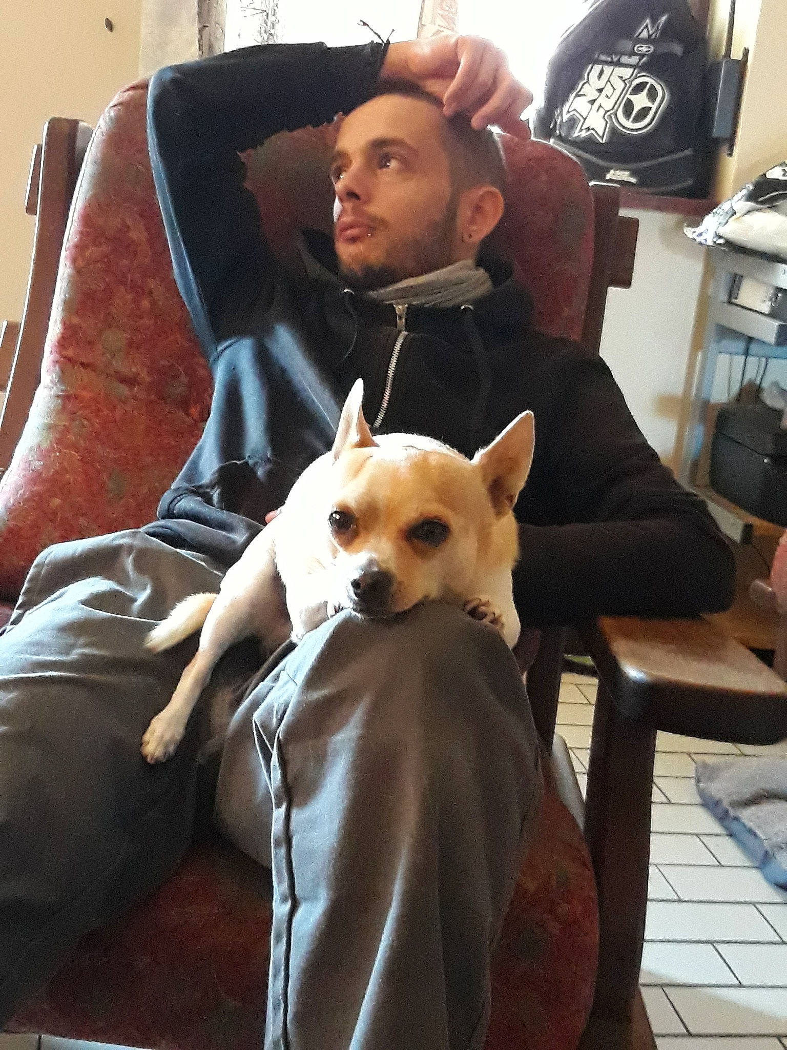 Tito participe au concours pour gagner de l'argent avec cette photo : carnivoran, chihuahua, companion_dog, dog, dog_breed, dog_breed_group, dog_like_mammal, ear, person, snout