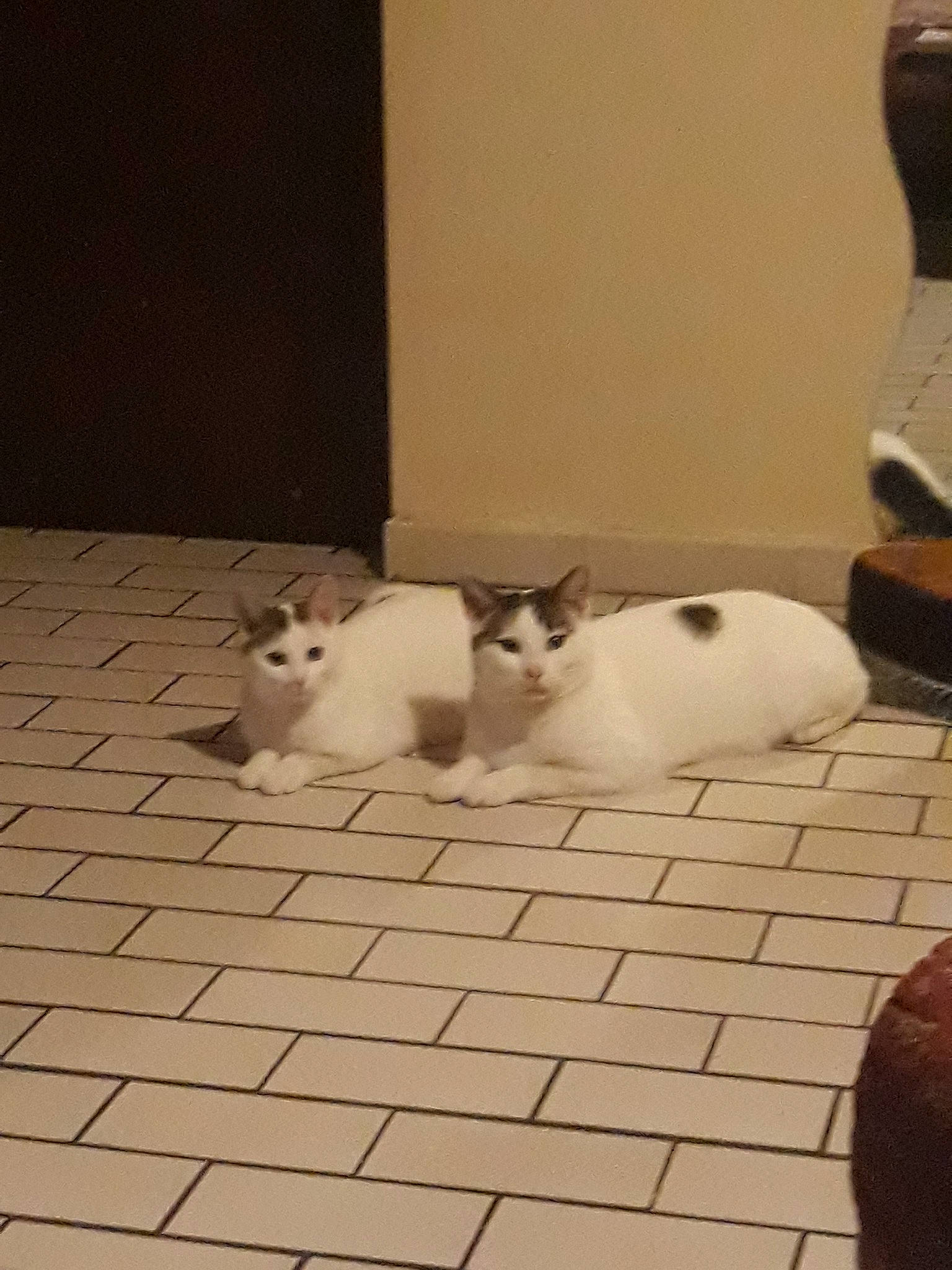 Rio participe au concours pour gagner de l'argent avec cette photo : carnivoran, cat, cat_like_mammal, dog_breed_group, floor, flooring, headwear, kitten, person, small_to_medium_sized_cats, whiskers