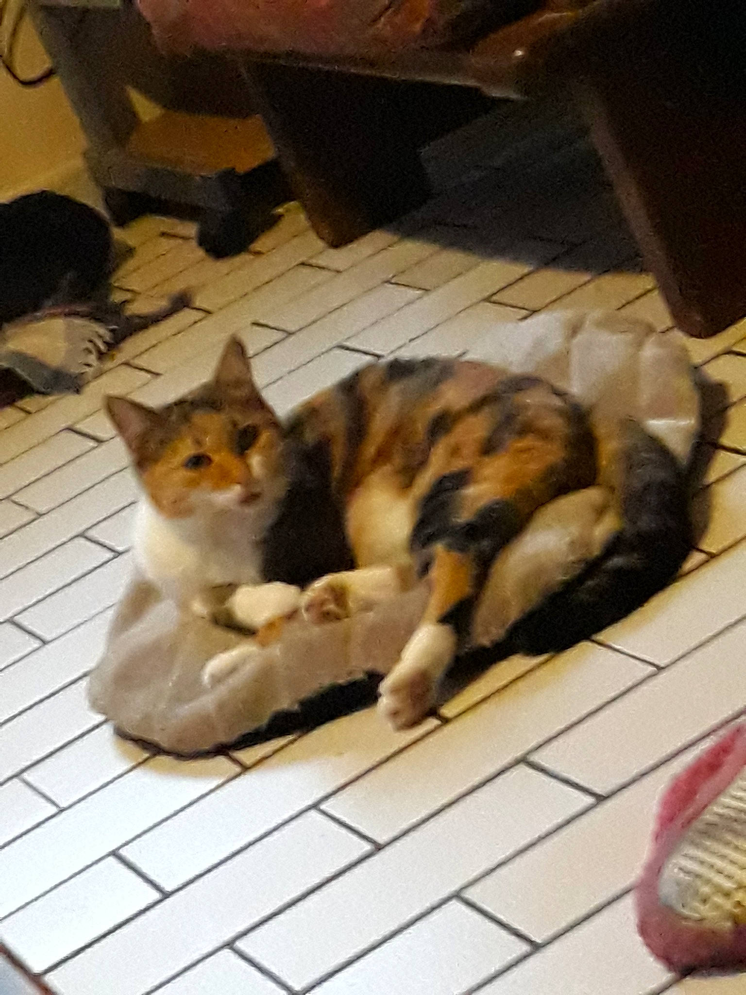 Kitty participe au concours pour gagner de l'argent avec cette photo : carnivoran, cat, cat_like_mammal, dog_breed_group, headwear, kitten, person, small_to_medium_sized_cats, whiskers