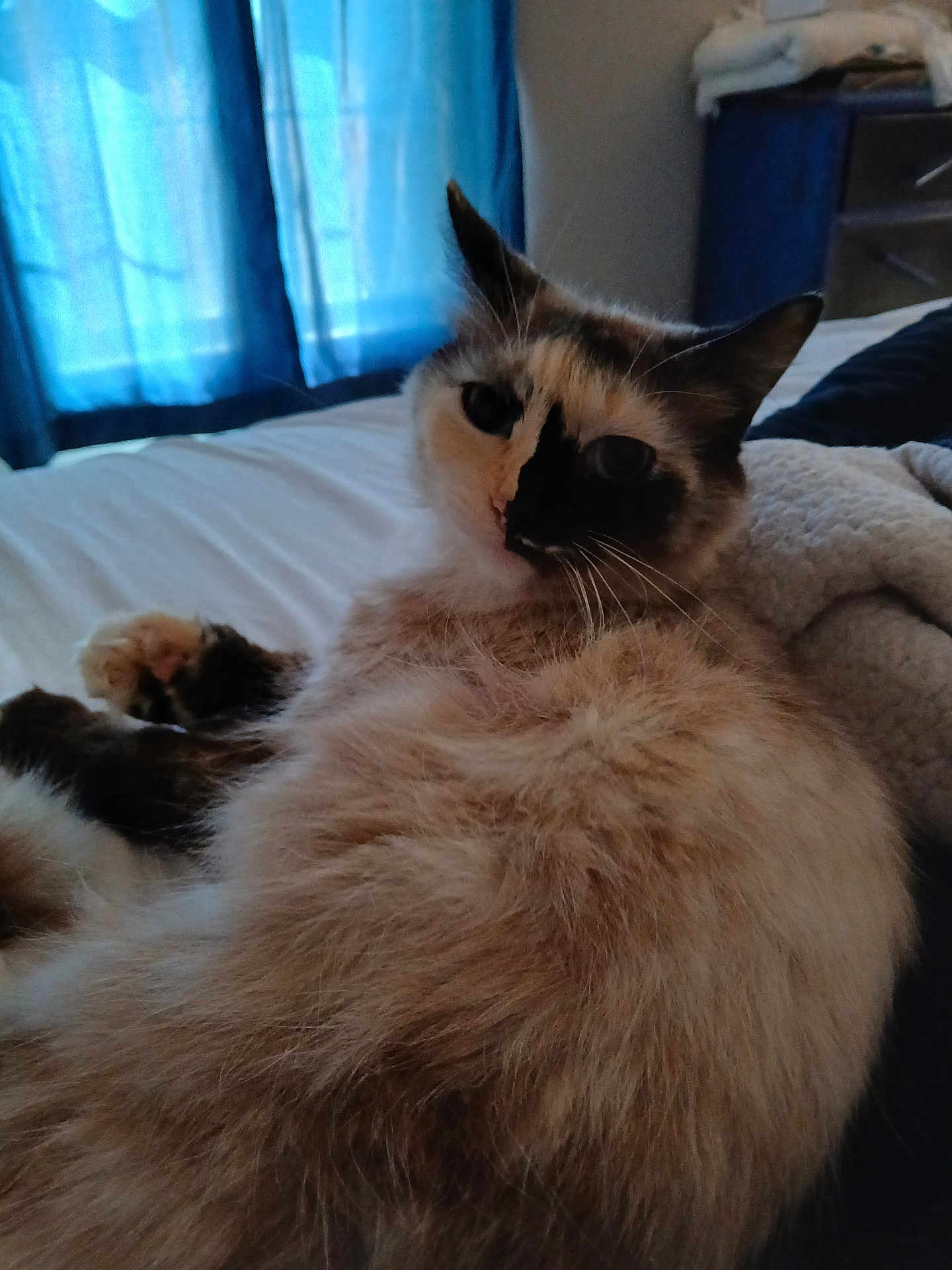 Powder Puff joined the competition — help win amazing prizes! cat, fluffy, bed, indoor, animal, pet, feline, fur, resting, cozy, curtains, blue, white_bed, whiskers, ears, relaxed, closeup, comfort, sleepy, domestic