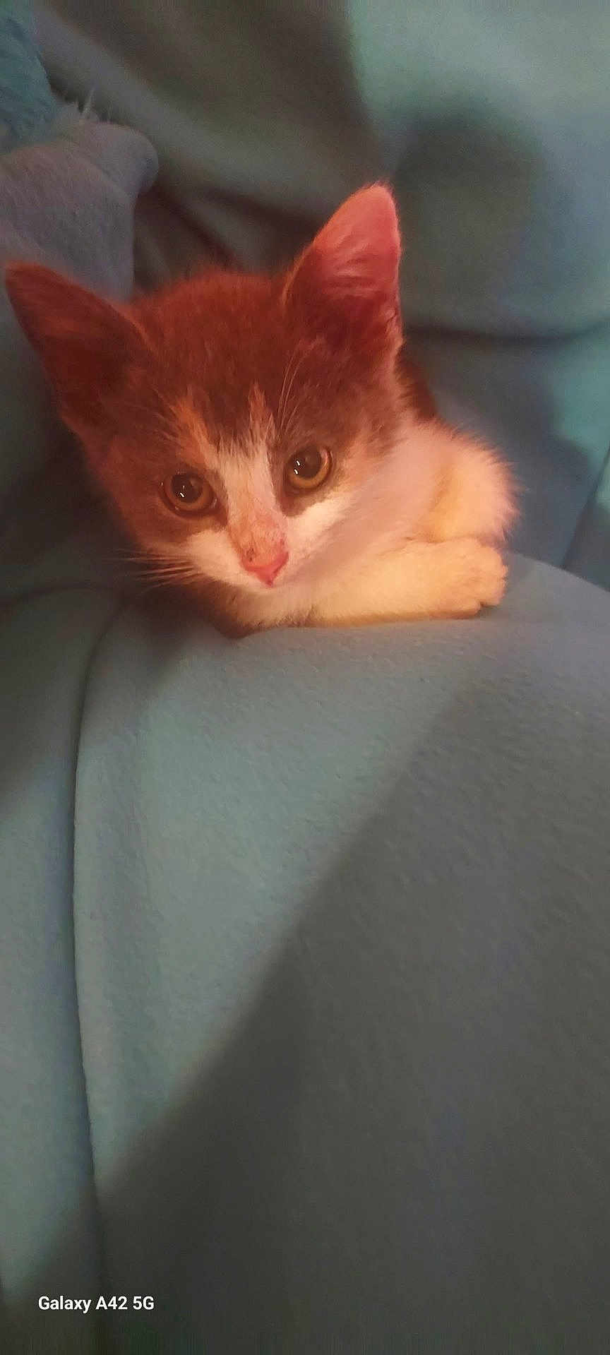 Cynder joined the competition — help win amazing prizes! kitten, cat, animal, pet, fur, cute, eyes, whiskers, nose, ears, soft, blanket, blue, cozy, resting, young, small, domestic, feline, indoors