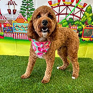 Sophia joined the competition — help win amazing prizes! dog, brown_dog, bandana, watermelon_pattern, grass, artificial_grass, carnival, ferris_wheel, amusement_park, background, trees, playful, festive, pet, cute, fluffy, standing, leash, outdoor, portrait