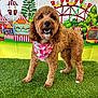 dog, brown_dog, bandana, watermelon_pattern, grass, artificial_grass, carnival, ferris_wheel, amusement_park, background, trees, playful, festive, pet, cute, fluffy, standing, leash, outdoor, portrait