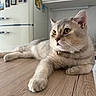 Pastèque participe au concours pour gagner de l'argent avec cette photo : cat, feline, pet, animal, indoor, wooden_table, relaxed, yellow_eyes, fur, whiskers, collar, kitchen, fridge, magnets, home, domestic, cute, portrait, laying_down, close_up