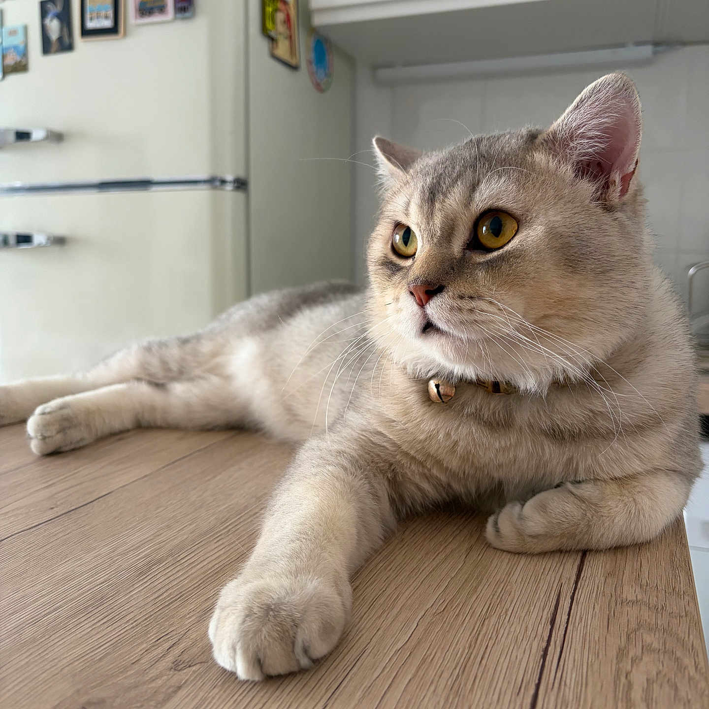 Pastèque participe au concours pour gagner de l'argent avec cette photo : cat, feline, pet, animal, indoor, wooden_table, relaxed, yellow_eyes, fur, whiskers, collar, kitchen, fridge, magnets, home, domestic, cute, portrait, laying_down, close_up