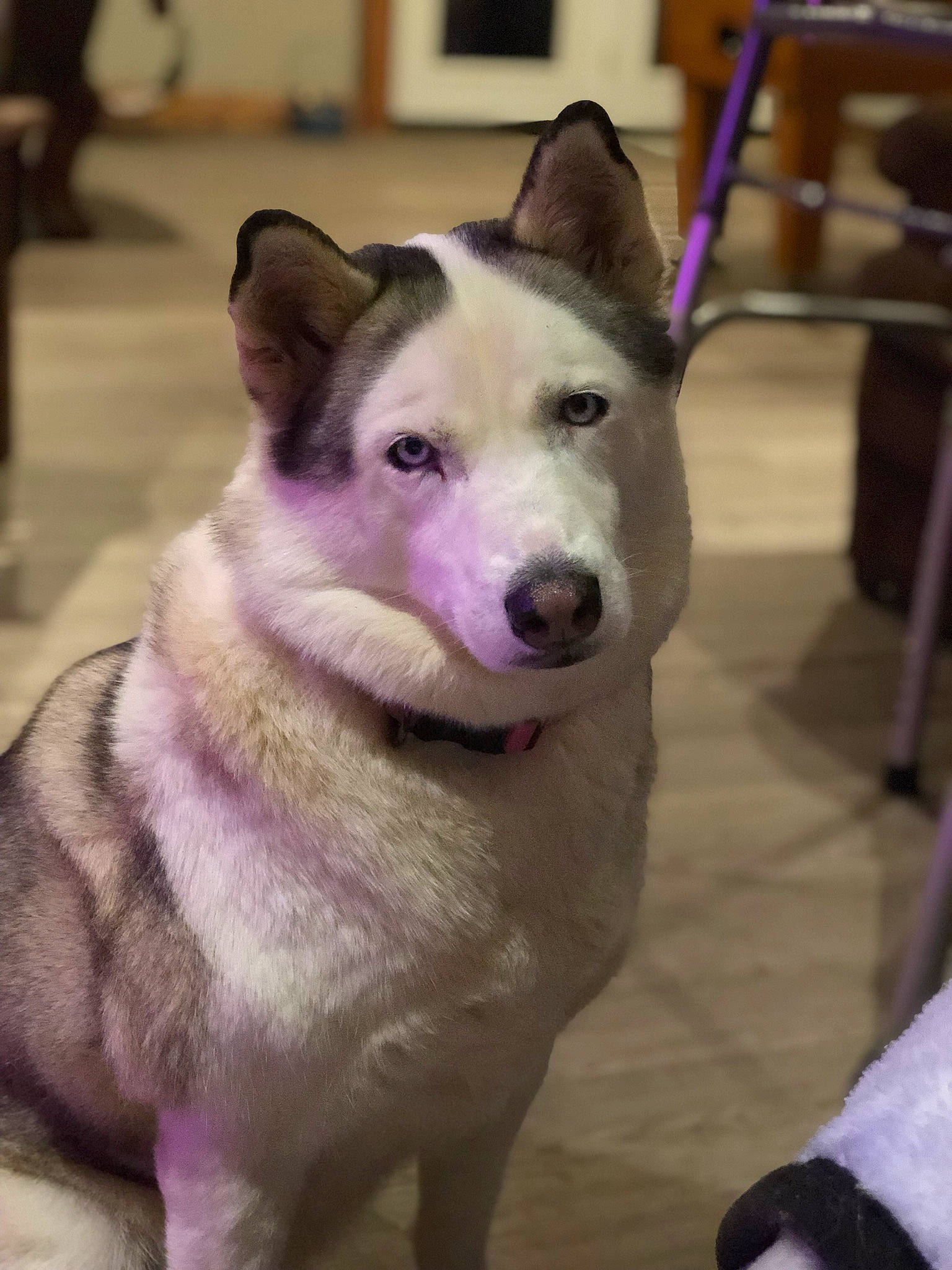 Skylar-ann is registered to the contest to win money with this photo: alaskan_malamute, canidae, carnivore, dog, dog_breed, east_siberian_laika, labrador_husky, mammal, northern_inuit_dog, norwegian_elkhound, saarloos_wolfdog, sakhalin_husky, seppala_siberian_sleddog, siberian_husky, sled_dog, snout, tamaskan_dog, vertebrate, west_siberian_laika, wolfdog