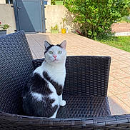 Casper a rejoint le concours — aidez-le/la à gagner de superbes lots ! animal, backyard, black_and_white, cat, chair, curious, daylight, feline, garden, green_eyes, looking, nature, outdoor, patio, pet, plants, sitting, sunny, tile_floor, woven_chair