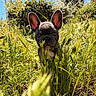 Paul participe au concours pour gagner de l'argent avec cette photo : dog, french_bulldog, puppy, grass, greenery, outdoor, sunlight, blue_sky, ears, animal, nature, field, pet, young, closeup, portrait, summer, cute, mammal, bokeh