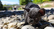 Paul a rejoint le concours — aidez-le/la à gagner de superbes lots ! dog, puppy, french_bulldog, black_dog, rocky_ground, outdoor, nature, riverbed, close_up, curious, sniffing, ears, small_dog, daylight, sunny, shallow_depth_of_field, animal, pet, young, exploring