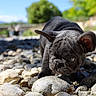dog, puppy, french_bulldog, black_dog, rocky_ground, outdoor, nature, riverbed, close_up, curious, sniffing, ears, small_dog, daylight, sunny, shallow_depth_of_field, animal, pet, young, exploring