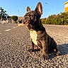 Paul participe au concours pour gagner de l'argent avec cette photo : french_bulldog, puppy, dog, asphalt, road, bark, sunlight, blue_sky, greenery, outdoor, animal, pet, playful, curious, sitting, daytime, ears, snout, fur, shadow