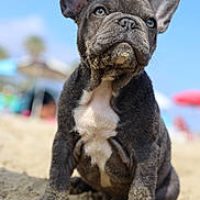 Paul participe au concours pour gagner de l'argent avec cette photo : dog, puppy, french_bulldog, sand, beach, outdoor, blue_sky, ears, cute, animal, pet, young, sitting, portrait, sunny, close_up, fur, whiskers, playful, nature