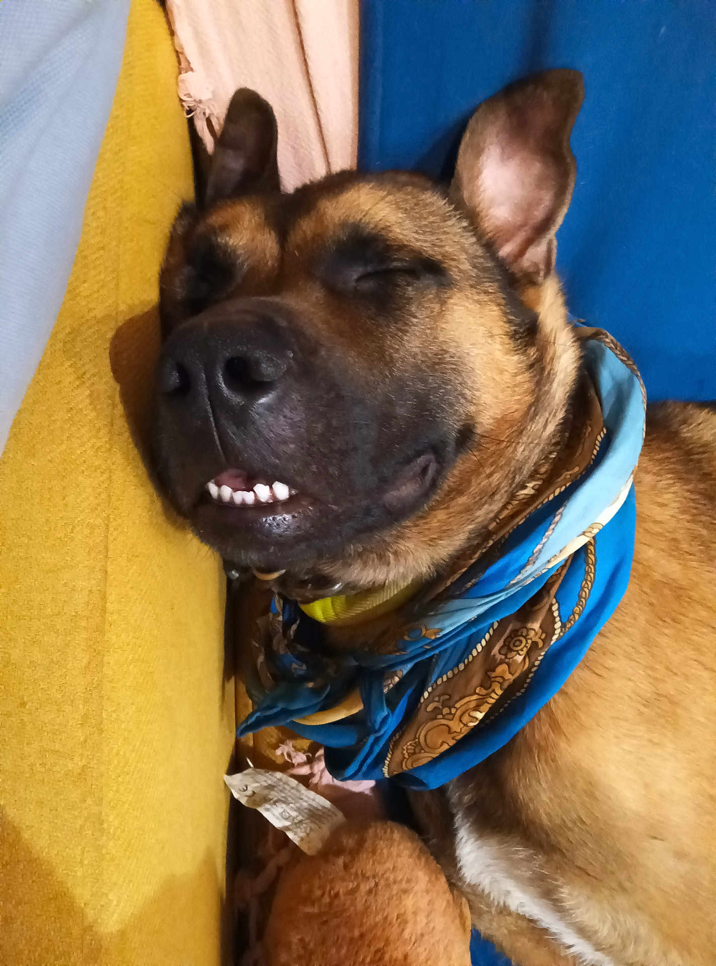 Gaïa participe au concours pour gagner de l'argent avec cette photo : dog, sleeping, scarf, teeth, brown, black, cushion, yellow, blue, fur, pet, closeup, resting, cute, cozy, indoors, portrait, smile, relaxed, animal