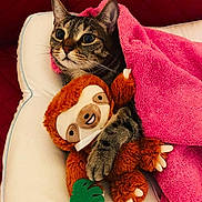Dax is registered to the contest to win money with this photo: cat, tabby_cat, blanket, pink_blanket, plush_toy, sloth_toy, cushion, white_cushion, red_background, indoor, pet, snuggling, cozy, fur, animal, cute, wide_eyes, soft_texture, claw, toy