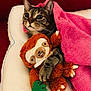 cat, tabby_cat, blanket, pink_blanket, plush_toy, sloth_toy, cushion, white_cushion, red_background, indoor, pet, snuggling, cozy, fur, animal, cute, wide_eyes, soft_texture, claw, toy