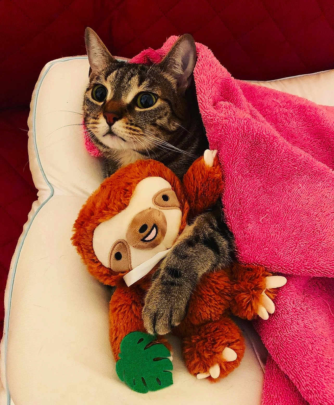 Dax is registered to the contest to win money with this photo: cat, tabby_cat, blanket, pink_blanket, plush_toy, sloth_toy, cushion, white_cushion, red_background, indoor, pet, snuggling, cozy, fur, animal, cute, wide_eyes, soft_texture, claw, toy
