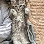 cat, kitten, gray_tabby, fur, paws, lying_down, blanket, cozy, soft, indoor, resting, cute, pet, feline, sleepy, domestic_animal, animal, closeup, whiskers, relaxing