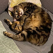 Tequila participe au concours pour gagner de l'argent avec cette photo : cat, tabby_cat, pet, fur, whiskers, eyes, paw, curled, cozy, pillow, cushion, sofa, blanket, indoor, relaxed, striped, bed, portrait, cute, sleepy