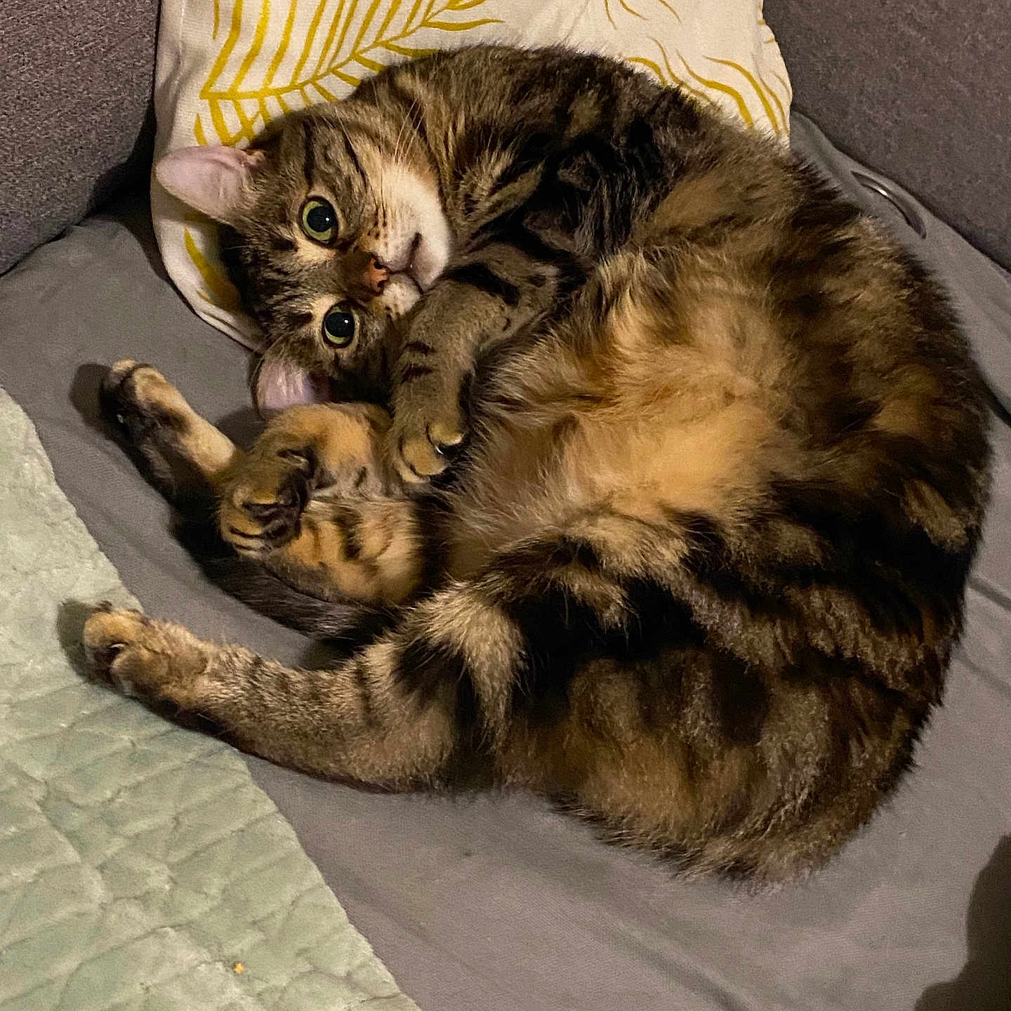 Tequila participe au concours pour gagner de l'argent avec cette photo : bed, blanket, cat, cozy, curled, cushion, cute, eyes, fur, indoor, paw, pet, pillow, portrait, relaxed, sleepy, sofa, striped, tabby_cat, whiskers