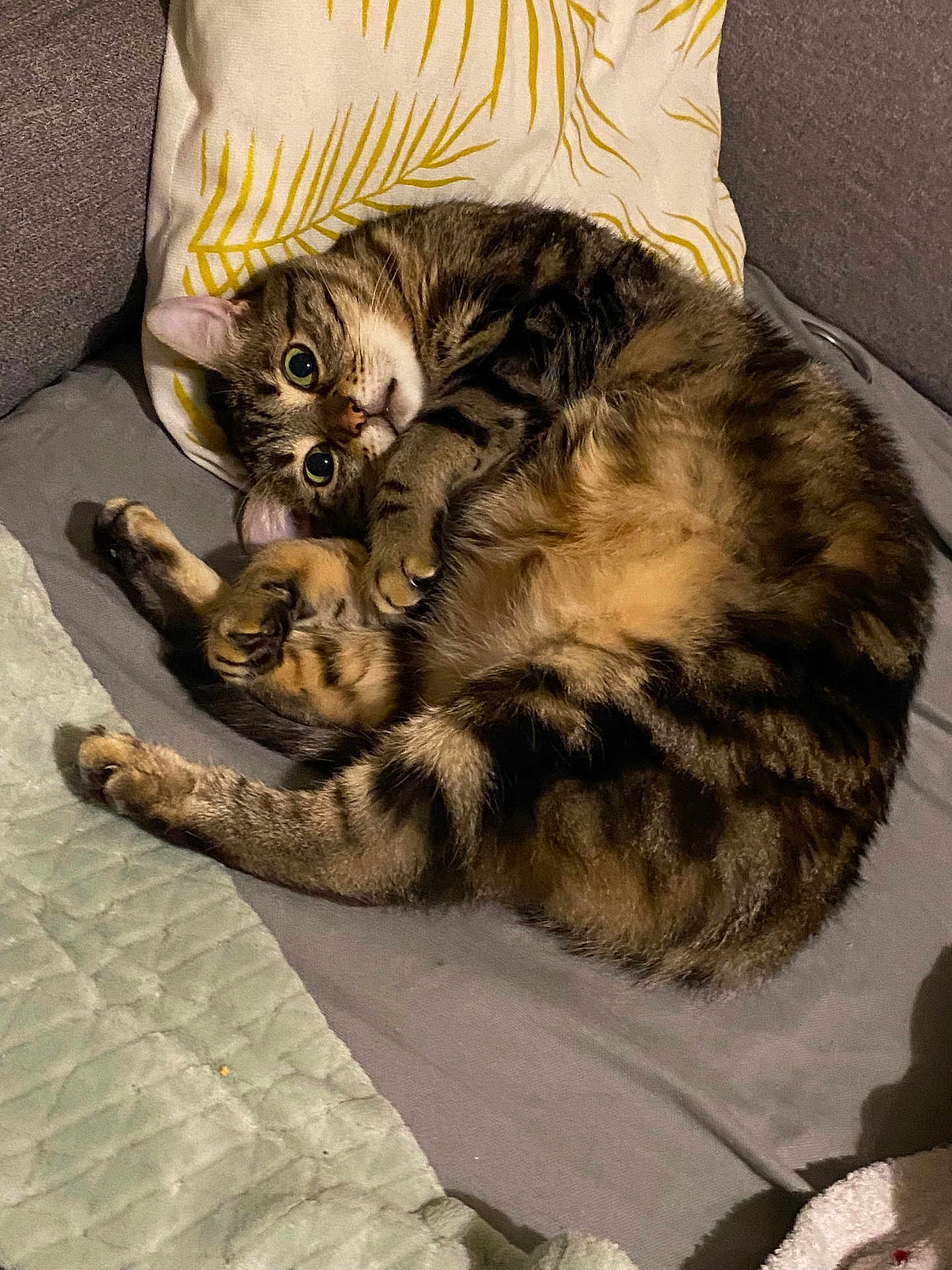 Tequila participe au concours pour gagner de l'argent avec cette photo : cat, tabby_cat, pet, fur, whiskers, eyes, paw, curled, cozy, pillow, cushion, sofa, blanket, indoor, relaxed, striped, bed, portrait, cute, sleepy