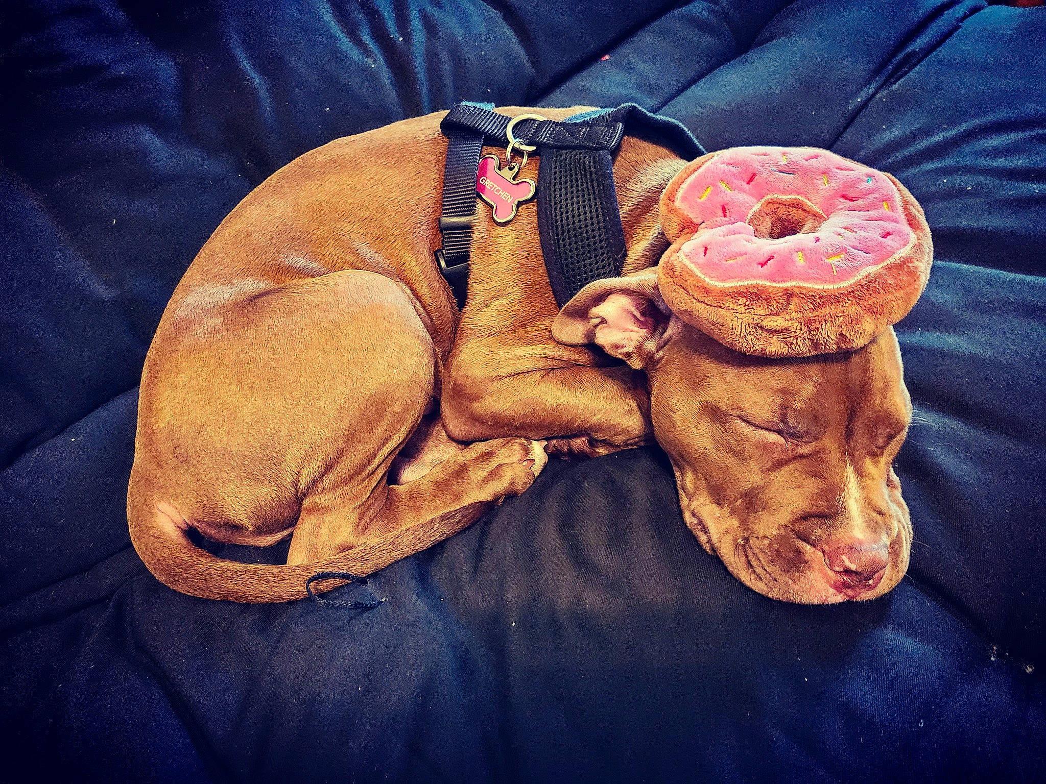 Gretchen is registered to the contest to win money with this photo: canidae, ear, flesh, footwear, hand, human, human_body, illustration, organ, shoe