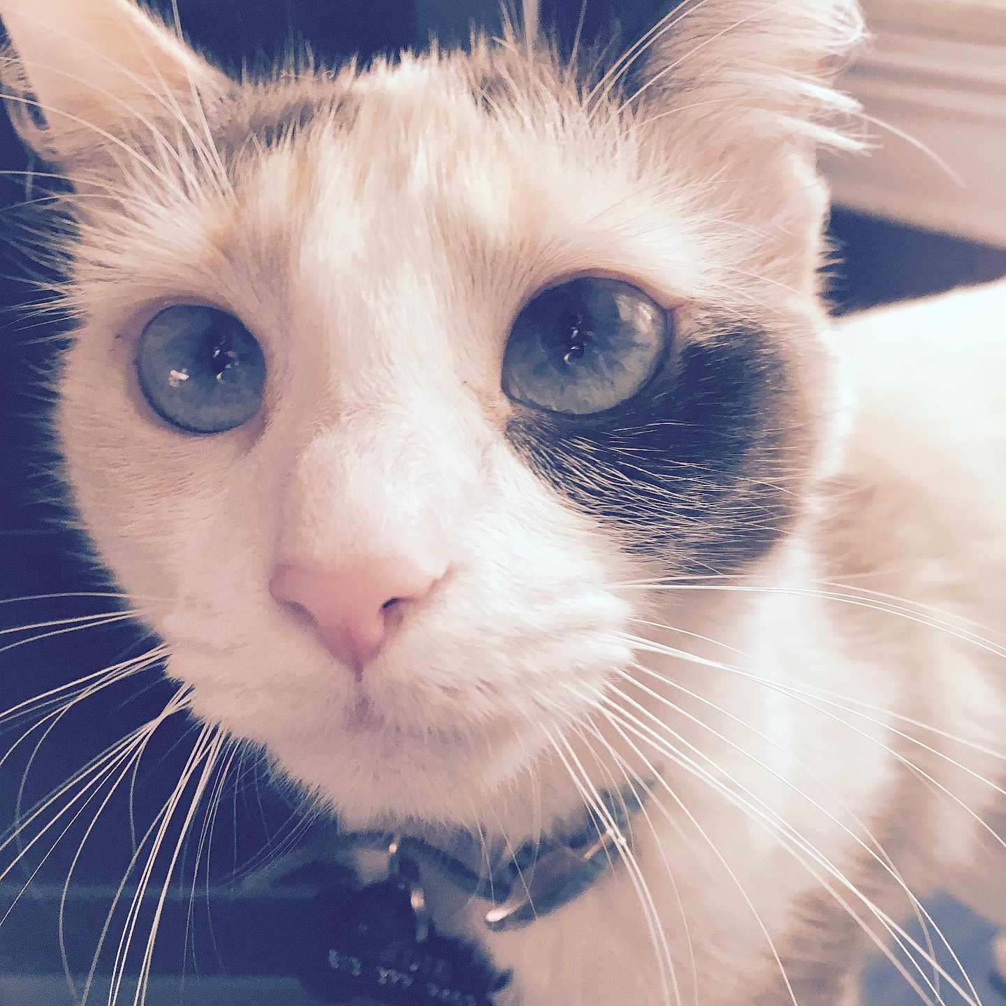 Sadie joined the competition — help win amazing prizes! animal, black_patch, blue_eyes, cat, close_up, collar, curious, domestic_cat, face, feline, fur, indoor, looking, pet, portrait, soft_focus, tabby, tag, whiskers