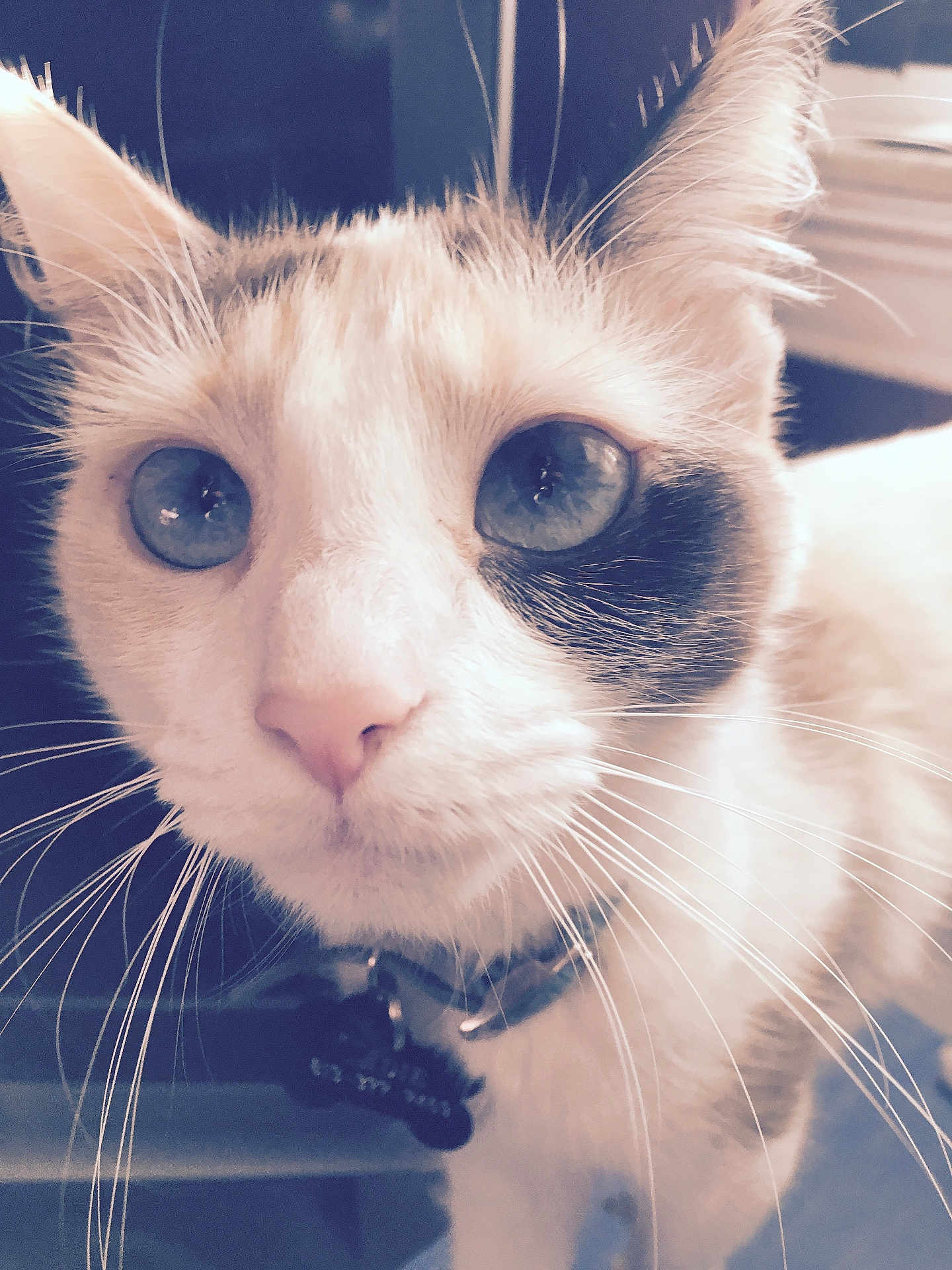 Sadie joined the competition — help win amazing prizes! cat, close_up, blue_eyes, whiskers, collar, pet, indoor, animal, feline, face, curious, fur, black_patch, tabby, portrait, domestic_cat, looking, tag, soft_focus