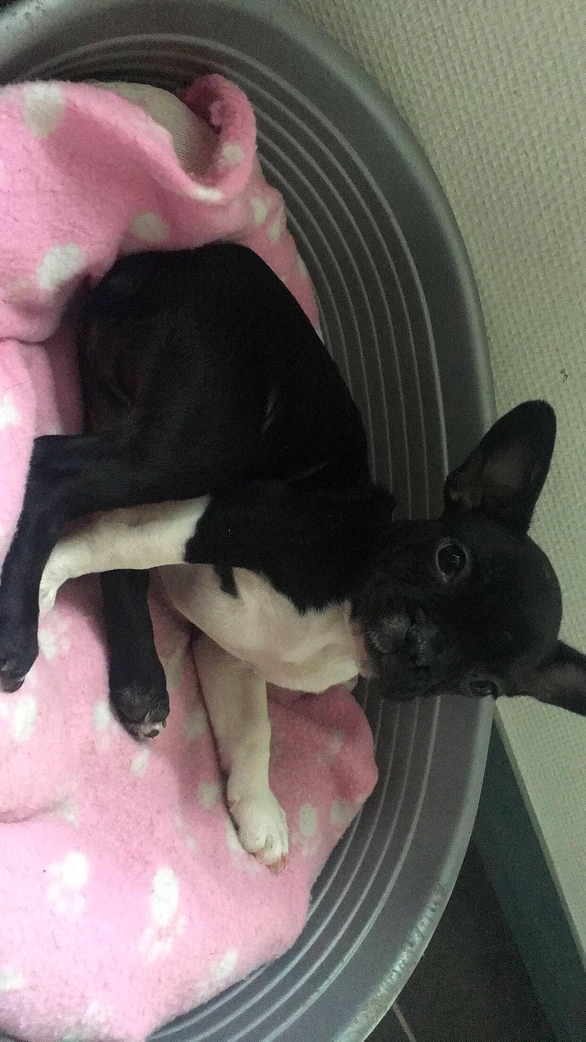 Kayna a rejoint le concours — aidez-le/la à gagner de superbes lots ! boston_terrier, canidae, carnivore, cat, dog, dog_breed, ear, fawn, felidae, french_bulldog, mammal, non_sporting_group, paw, small_to_medium_sized_cats, tail, whiskers