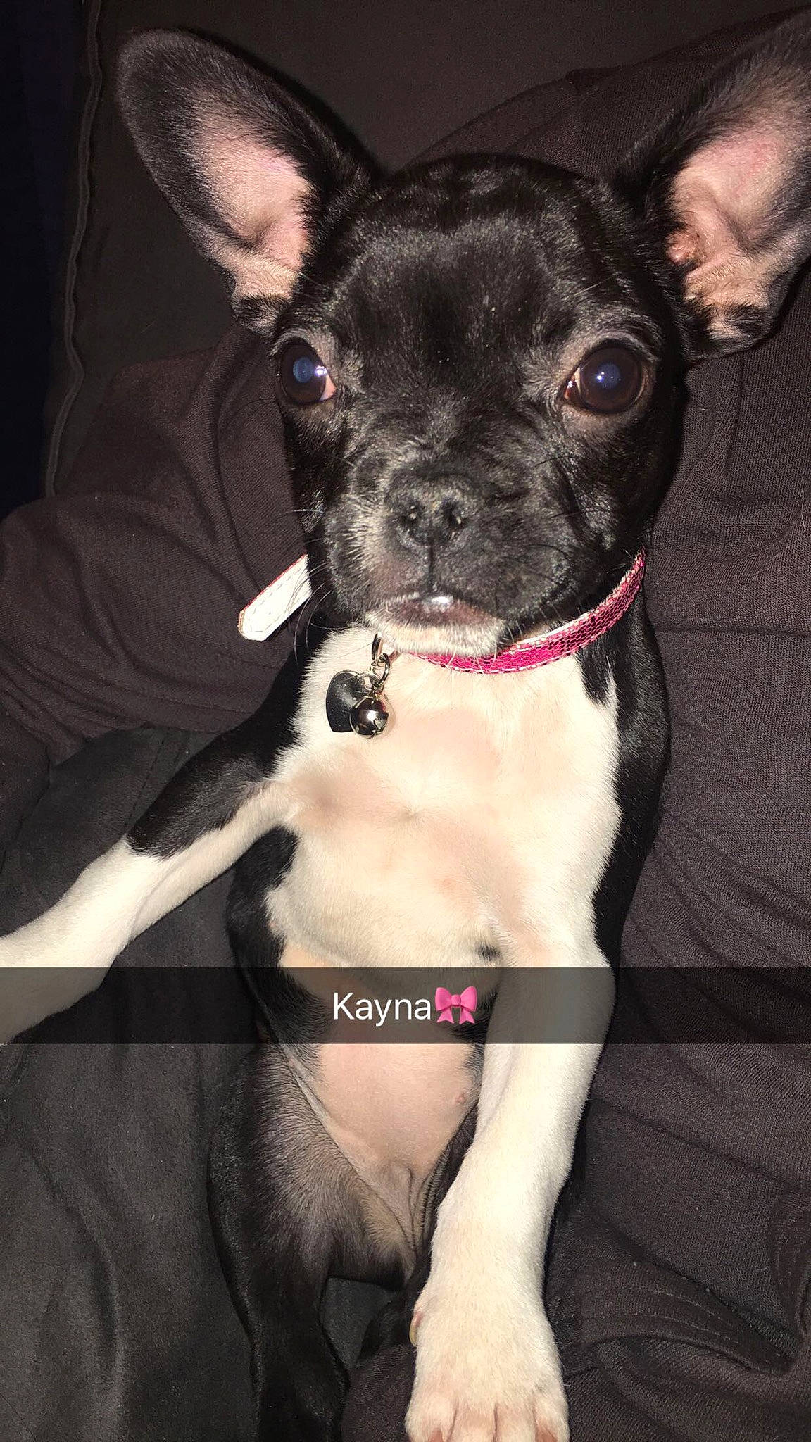 Kayna a rejoint le concours — aidez-le/la à gagner de superbes lots ! boston_terrier, canidae, carnivore, companion_dog, dog, dog_breed, dog_collar, ear, fawn, french_bulldog, mammal, non_sporting_group, puppy, rare_breed_dog, snout, sporting_group, vertebrate, whiskers