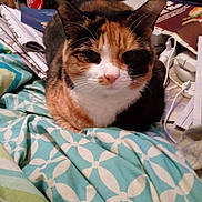 Escher joined the competition — help win amazing prizes! cat, calico_cat, pet, feline, animal, portrait, close_up, sitting, blanket, bed, bedroom, patterned_fabric, clutter, papers, books, charger, electronics, coca_cola, whiskers, indoors
