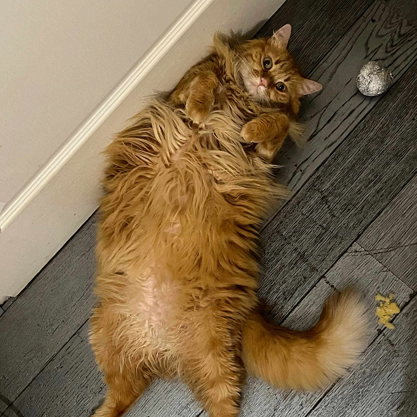 Naea participe au concours pour gagner de l'argent avec cette photo : animal, cat, curious, domestic, feline, floor, fluffy, foil_ball, food_crumble, fur, indoor, lying_down, orange_cat, paws, pet, playful, relaxed, tail, toy, wooden_floor