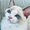 cat, white_cat, blue_eyes, fluffy, fur, whiskers, ears, pet, animal, portrait, close_up, indoors, cushion, striped_background, cozy, cute, staring, face, long_whiskers, photography