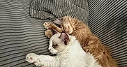 Boop participe au concours pour gagner de l'argent avec cette photo : cats, two_cats, sleeping, nap,  cuddling, pets, animals, feline, kitten, fluffy, white_cat, orange_cat, brown_cat, corduroy, sofa, couch, cushions, indoors, relaxed, cute