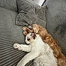 cats, two_cats, sleeping, nap,  cuddling, pets, animals, feline, kitten, fluffy, white_cat, orange_cat, brown_cat, corduroy, sofa, couch, cushions, indoors, relaxed, cute