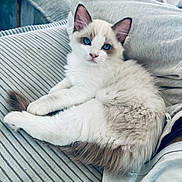 Boop participe au concours pour gagner de l'argent avec cette photo : cat, kitten, blue_eyes, fluffy, white_fur, cream_fur, pointed_ears, long_tail, animal, pet, sitting, lounging, portrait, indoors, sofa, couch, striped_fabric, cushions, relaxed, close_up
