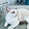 cat, kitten, white_fur, blue_eyes, fluffy, long_hair, pet, animal, feline, portrait, close_up, lying_down, relaxed, striped_cushion, indoors, home, furniture, whiskers, pointed_ears, cute