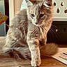 Bako participe au concours pour gagner de l'argent avec cette photo : cat, fluffy, long_hair, cream_colored, feline, pet, animal, sitting, walking, paw, whiskers, ears, eyes, nose, indoor, home, table, wooden_surface, laundry_basket, plant