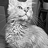 cat, fluffy, long_hair, 毛皮, whiskers, ears, eyes, nose, portrait, black_and_white, monochrome, close_up, animal, pet, feline, looking_at_camera, indoor, fur, dramatic_lighting, photography